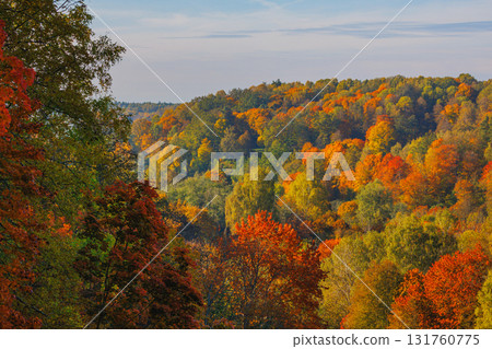 Autumn forest with vibrant red and yellow leaves Autumn forest with vibrant red and yellow leaves 131760775