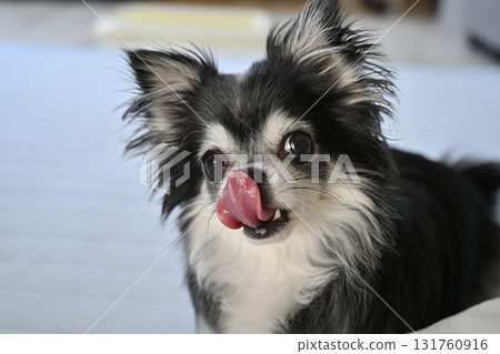 Long-coated Chihuahua playing in the living room 131760916