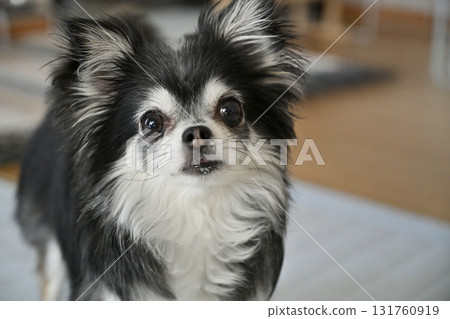 長毛吉娃娃在客廳玩耍 131760919