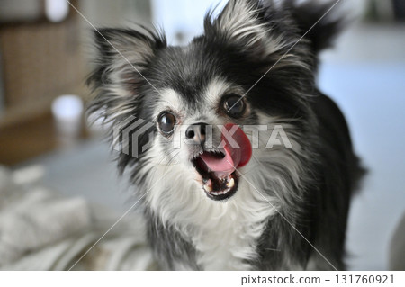 Licking Chihuahua 131760921