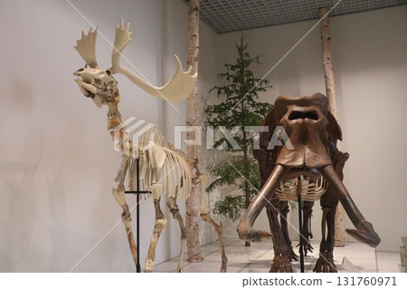巨型角鹿和猛獁象骨骼標本展示 巨型角鹿和猛獁象骨骼標本展示 131760971