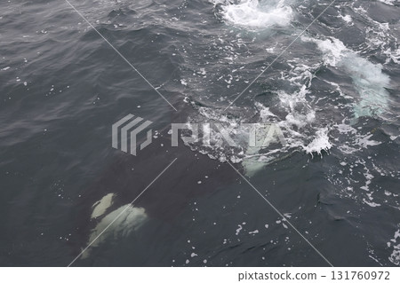 潛水虎鯨 潛水虎鯨 131760972