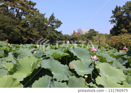 城市公園景觀,水面上盛開著粉紅色蓮花,綠葉 城市公園景觀,水面上盛開著粉紅色蓮花,綠葉 131760975
