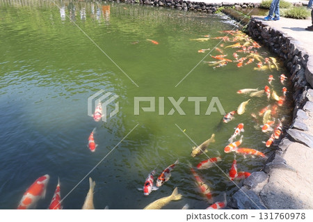 花園池塘里,五彩斑斕的鯉魚在石頭邊緣遊來游去 花園池塘里,五彩斑斕的鯉魚在石頭邊緣遊來游去 131760978