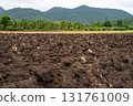 Plowed agricultural field after sugarcane harvest with rich brown soil prepared for new planting. Food security, soil health, and sustainable farming landscape in rural countryside. World soil day. 131761009