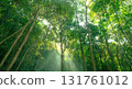 Green trees in forest capture CO2. Natural carbon sink fight climate change. Sustainability in carbon-neutral ecosystems. Green and sustainable environment. Natural carbon capture. Carbon credit. 131761012