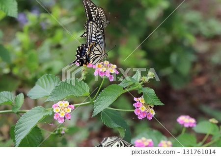 Swallowtail butterflies flying around colorful lantana flowers blooming in an autumn park 131761014