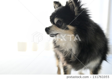 老年犬側面特寫 131761055