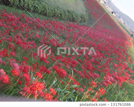 A cluster amaryllis blooming in satoyama 131761086