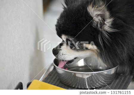 Close-up of my beloved Chihuahua drinking water in the living room Close-up of my beloved Chihuahua drinking water in the living room 131761155