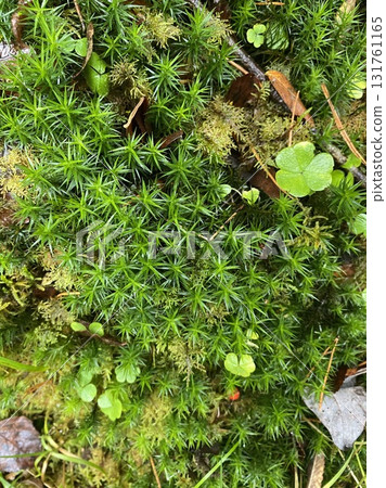 Close up of green moss and small plants growing on forest ground Close up of green moss and small plants growing on forest ground 131761165