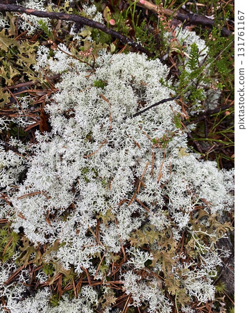 White reindeer lichen growing on forest ground in Lapland White reindeer lichen growing on forest ground in Lapland 131761167