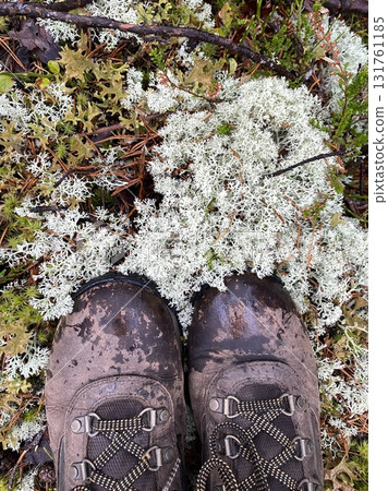 Hiking boots on white reindeer moss in autumn forest ground Hiking boots on white reindeer moss in autumn forest ground 131761185