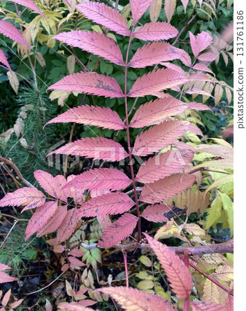 Close-up of autumn red leaves on tree branch with soft green forest background Close-up of autumn red leaves on tree branch with soft green forest background 131761186
