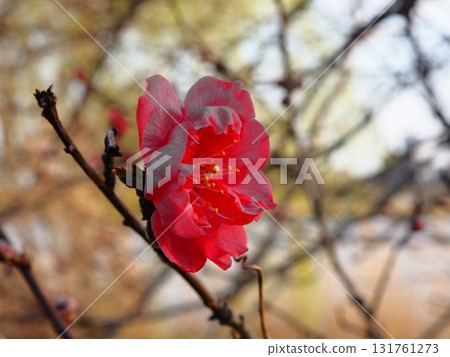 早春荒川河岸上盛開的模糊紅色花朵 131761273