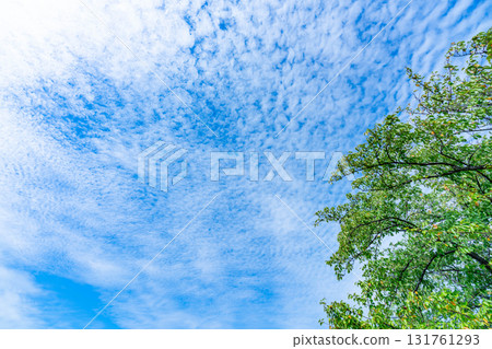 秋天的雲和樹 秋天的雲和樹 131761293