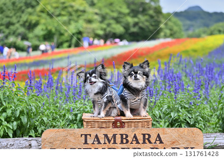 A commemorative photo at an Instagrammable spot: Two friendly Chihuahuas (Tanbara Lavender Park) 131761428