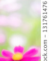 Vertical composition of a cosmos field with a blurred background 131761476