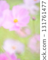 Vertical composition of a cosmos field with a blurred background 131761477