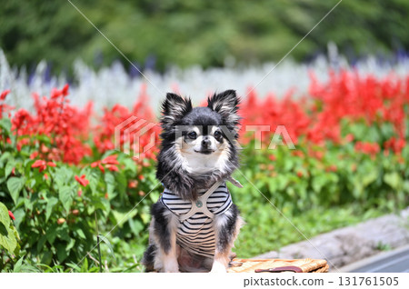 Smiling Chihuahua and a flower field in full bloom Smiling Chihuahua and a flower field in full bloom 131761505