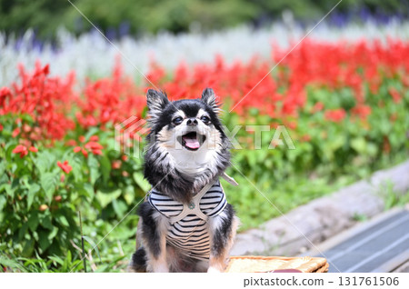 Smiling Chihuahua and a flower field in full bloom Smiling Chihuahua and a flower field in full bloom 131761506