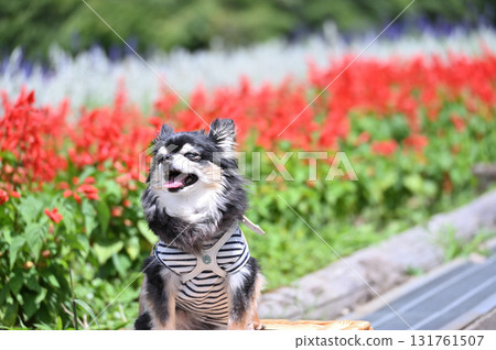 微笑的吉娃娃和盛開的花田 微笑的吉娃娃和盛開的花田 131761507