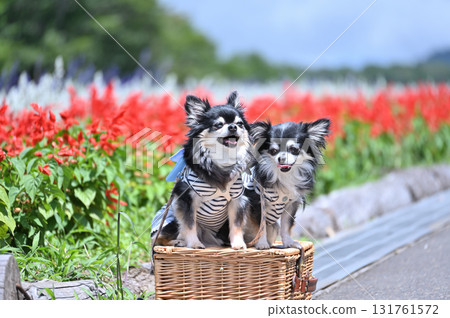微笑的吉娃娃朋友和盛開的花田 131761572