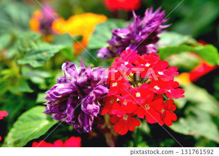 Multicolored floral backgrounds, blurred blurred flowers of bright colors on a background of green leaves, bright red yellow purple blurred flowers on a green background, floral background Multicolored floral backgrounds, blurred blurred flowers of bright colors on a background of green leaves, bright red yellow purple blurred flowers on a green background, floral background 131761592