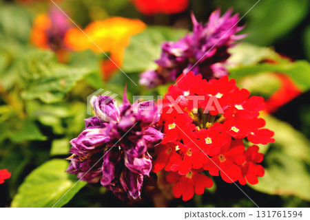 Multicolored floral backgrounds, blurred blurred flowers of bright colors on a background of green leaves, bright red yellow purple blurred flowers on a green background, floral background 131761594
