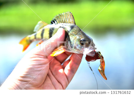 Fishing. A perch in hand against a background of water on a sunny summer day 131761632
