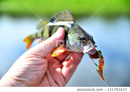Fishing. A perch in hand against a background of water on a sunny summer day 131761633