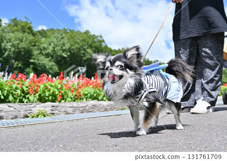 A woman walking her dog at a tourist spot: Long-haired Chihuahua A woman walking her dog at a tourist spot: Long-haired Chihuahua 131761709
