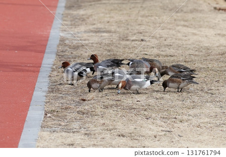 A flock of Wigeon grazing on the lawn 131761794