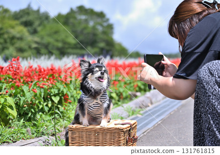 A woman taking a photo of her dog with her smartphone 131761815