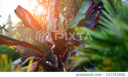 Beautiful Abyssinian Banana plant. Ensete ventricosum Maurelii. 131761888