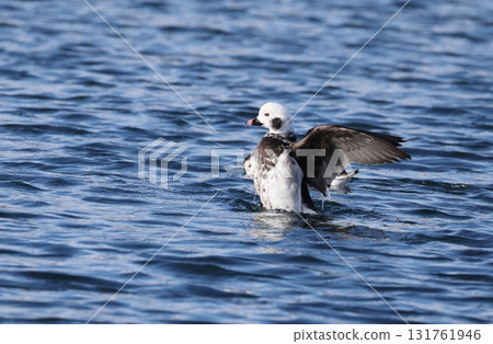 A male Eurasian bush duck flapping its wings A male Eurasian bush duck flapping its wings 131761946