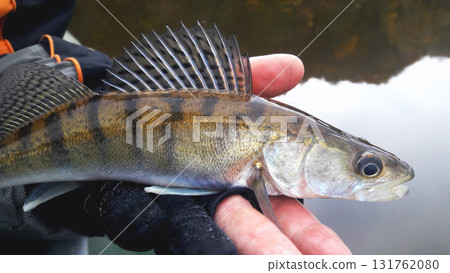 Small caught zander in the palm of a glove on the background of the water close-up 131762080