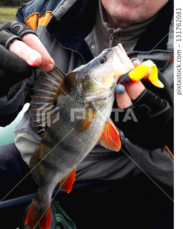 Big, beautiful bass with bait in the mouth in the hands of the angler Big, beautiful bass with bait in the mouth in the hands of the angler 131762081