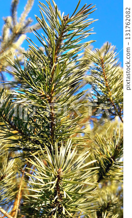 Pine branch in the sun against the blue sky Pine branch in the sun against the blue sky 131762082