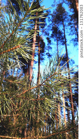 A branch of pine against the background of tall trees and blue sky close-up 131762083