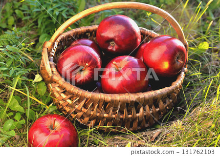 basket with apples in the grass, evening sun backlight, end of summer beginning of autumn 131762103