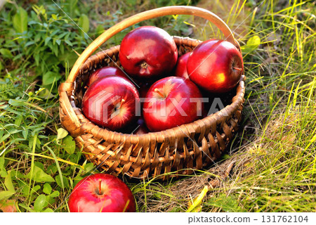 Red apples in a basket on green grass in the rays of the setting sun. Tinting Red apples in a basket on green grass in the rays of the setting sun. Tinting 131762104