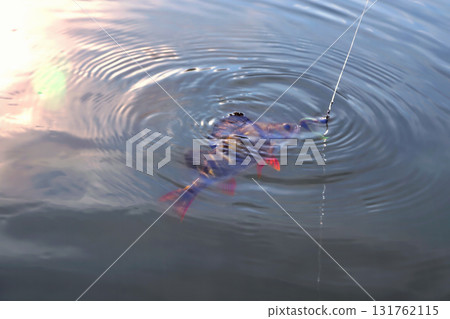 Perch, fish on a hook with a bait in the mouth, fishing line, sunny bright glare on the water close-up 131762115