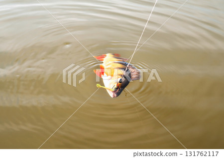 perch, fish with bait vortu on a hook on a fishing line sunshine glint, bright coloring perch, fish with bait vortu on a hook on a fishing line sunshine glint, bright coloring 131762117