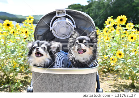 一片盛開的向日葵田和兩隻友善的吉娃娃(狗車上裝有風扇,可以幫助它們保持涼爽) 一片盛開的向日葵田和兩隻友善的吉娃娃(狗車上裝有風扇,可以幫助它們保持涼爽) 131762127