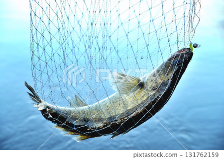 fish caught in the net against the background of water, zander, predator, close-up fish caught in the net against the background of water, zander, predator, close-up 131762159