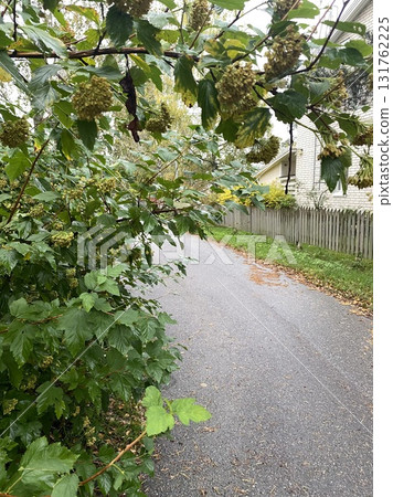 Rural asphalt road with green trees and plants along the sides in summer Rural asphalt road with green trees and plants along the sides in summer 131762225