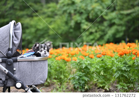 Traveling with my dog: A Chihuahua walking in a pet cart through a flower field in full bloom Traveling with my dog: A Chihuahua walking in a pet cart through a flower field in full bloom 131762272