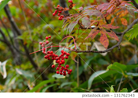 苗場山的花楸果 131762343