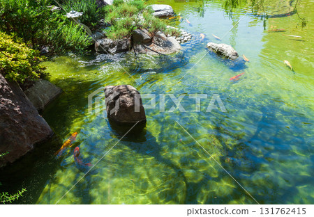 A peaceful koi pond surrounded by stones and vibrant plants 131762415
